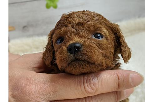 成約済の静岡県のトイプードル-95307の3枚目