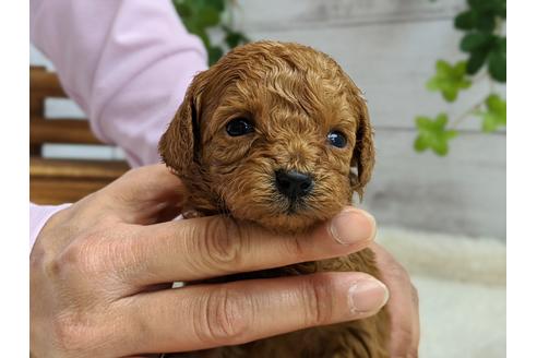 成約済の静岡県のトイプードル-95335の2枚目