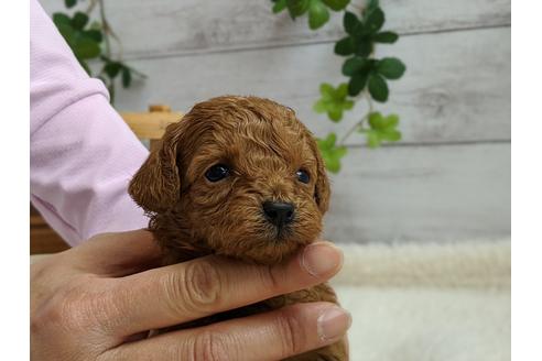 成約済の静岡県のトイプードル-95335の1枚目