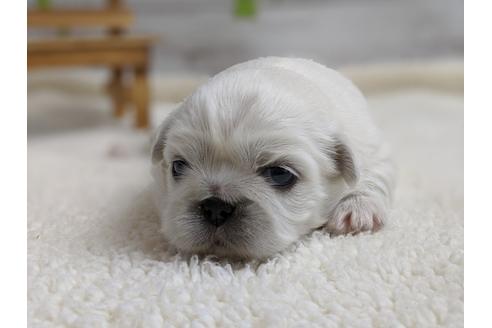 成約済の静岡県のペキニーズ-96726の5枚目