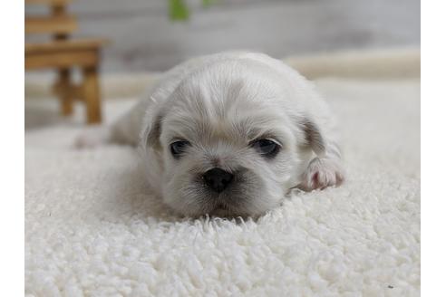 成約済の静岡県のペキニーズ-96726の4枚目