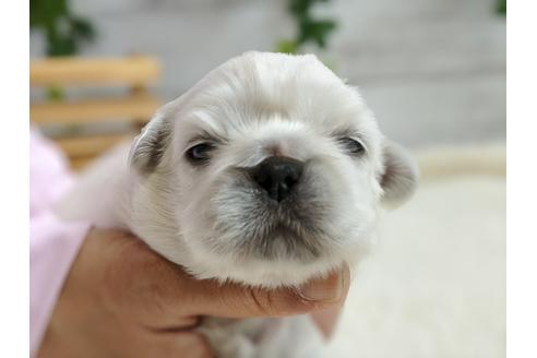 成約済の静岡県のペキニーズ-96726の1枚目