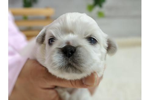 成約済の静岡県のペキニーズ-96726の3枚目