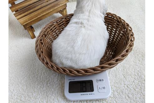 成約済の静岡県のペキニーズ-96726の2枚目