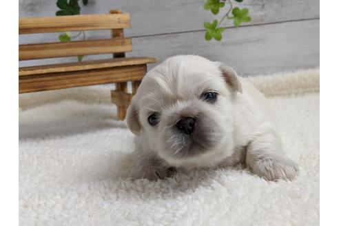 成約済の静岡県のペキニーズ-96727の1枚目