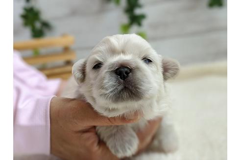 成約済の静岡県のペキニーズ-96727の3枚目