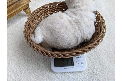 成約済の静岡県のペキニーズ-96727の4枚目