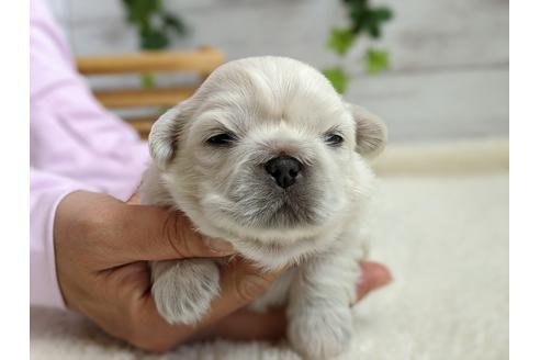 成約済の静岡県のペキニーズ-96727の2枚目