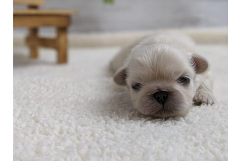 成約済の静岡県のペキニーズ-96729の1枚目