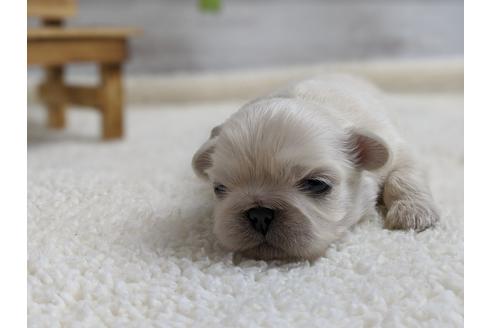 成約済の静岡県のペキニーズ-96729の4枚目