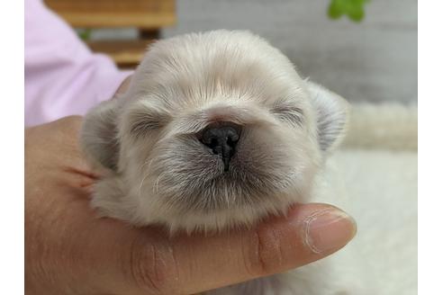 成約済の静岡県のペキニーズ-96729の2枚目