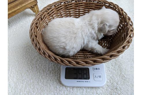 成約済の静岡県のペキニーズ-96729の3枚目