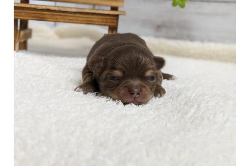 成約済の静岡県のチワワ(ロングコート)-96731の5枚目