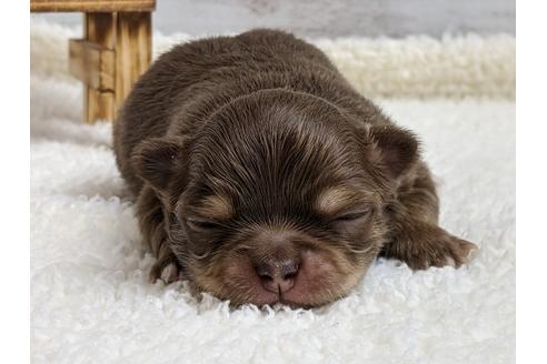 成約済の静岡県のチワワ(ロングコート)-96731の4枚目