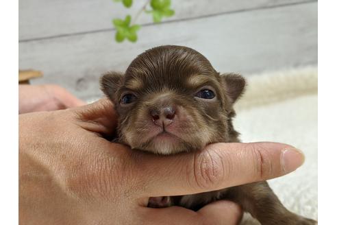 成約済の静岡県のチワワ(ロングコート)-96731の1枚目