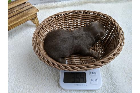 成約済の静岡県のチワワ(ロングコート)-96731の3枚目