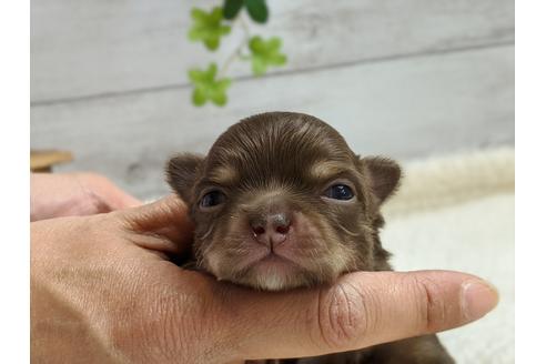 成約済の静岡県のチワワ(ロングコート)-96731の2枚目
