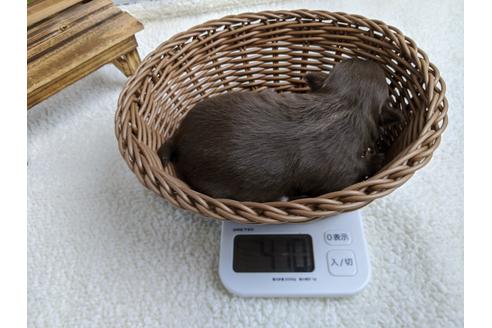 成約済の静岡県のチワワ(ロングコート)-96733の2枚目