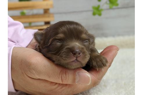 成約済の静岡県のチワワ(ロングコート)-96733の3枚目