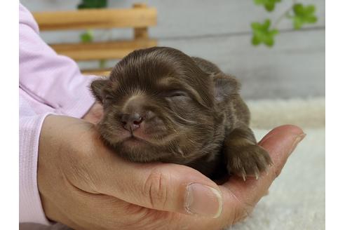 成約済の静岡県のチワワ(ロングコート)-96733の1枚目