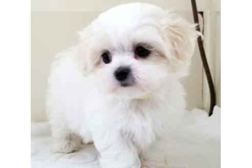 成約済の東京都のミックス犬-94239の1枚目