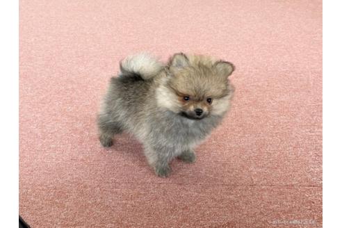 成約済の香川県のポメラニアン-96217の3枚目