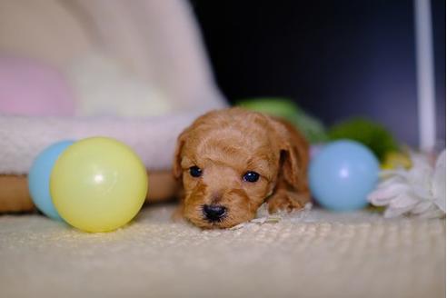 成約済の滋賀県のトイプードル-96736の1枚目