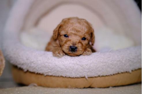 成約済の滋賀県のトイプードル-96736の3枚目