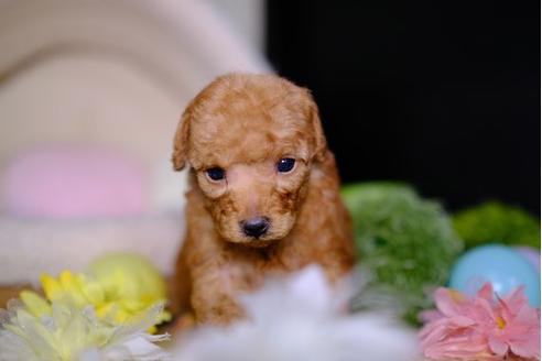 成約済の滋賀県のトイプードル-96738の1枚目