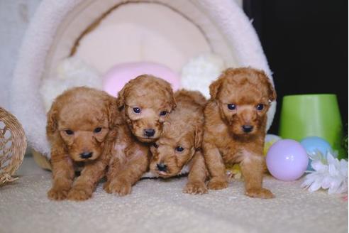 成約済の滋賀県のトイプードル-96738の2枚目