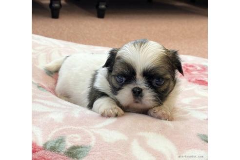 成約済の香川県のミックス犬-96753の3枚目