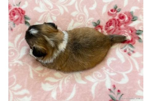 成約済の香川県のミックス犬-96754の3枚目
