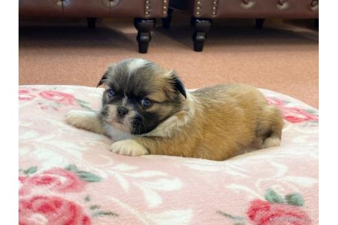 成約済の香川県のミックス犬-96754の2枚目