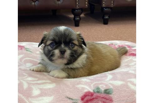 成約済の香川県のミックス犬-96754の1枚目