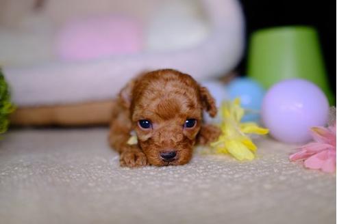 成約済の滋賀県のトイプードル-96751