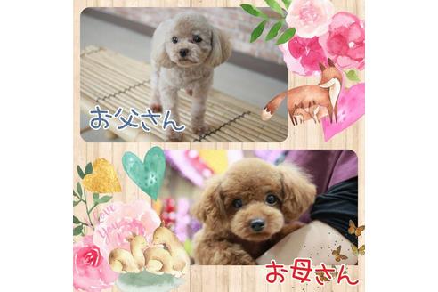 成約済の滋賀県のトイプードル-96751の3枚目