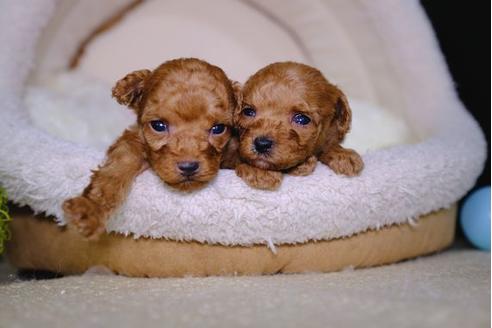 成約済の滋賀県のトイプードル-96751の2枚目