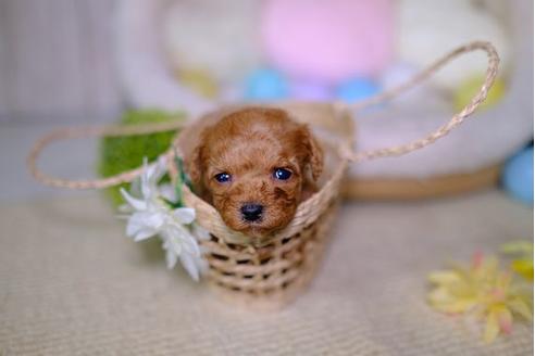 成約済の滋賀県のトイプードル-96752