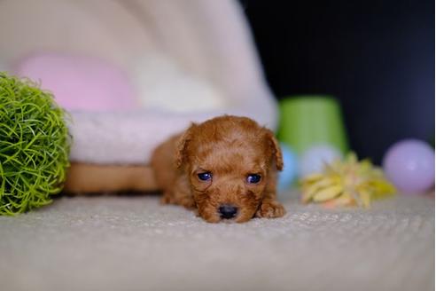 成約済の滋賀県のトイプードル-96752の3枚目