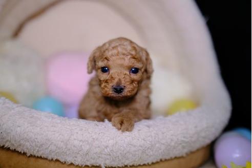 成約済の滋賀県のトイプードル-96758の1枚目