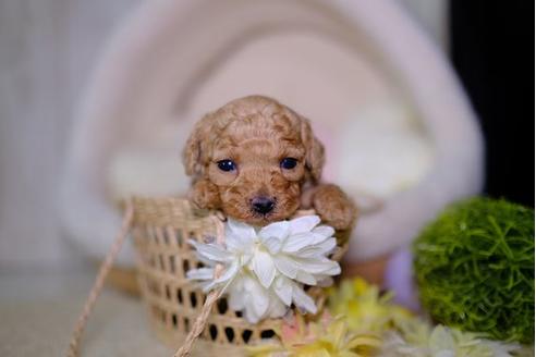 成約済の滋賀県のトイプードル-96758の2枚目