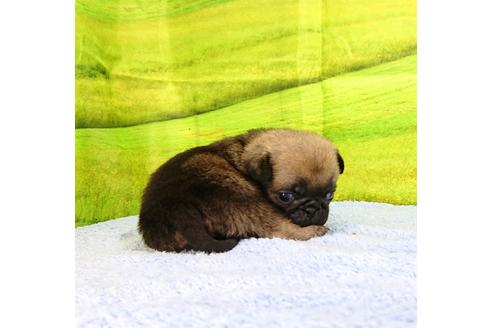 成約済の茨城県のパグ-96772の4枚目