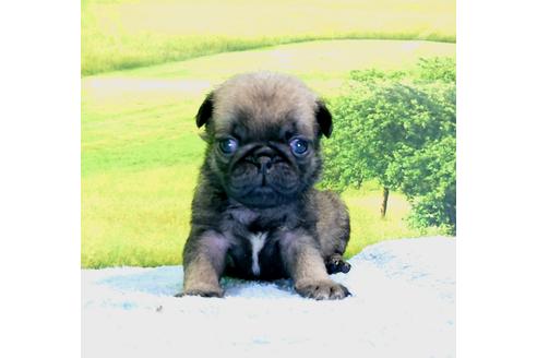 成約済の茨城県のパグ-96772の3枚目