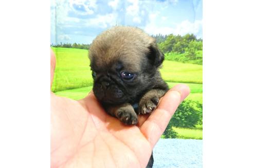 成約済の茨城県のパグ-96772の2枚目