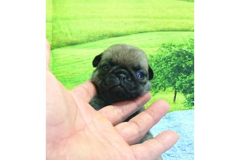 成約済の茨城県のパグ-96773の3枚目