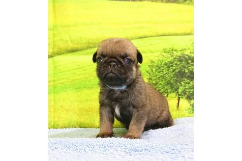 成約済の茨城県のパグ-96773