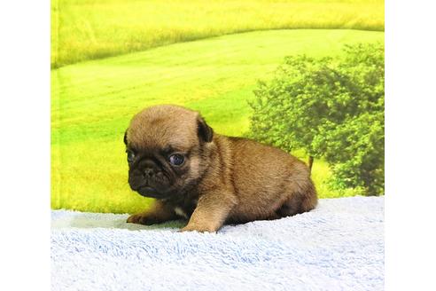 成約済の茨城県のパグ-96773の2枚目