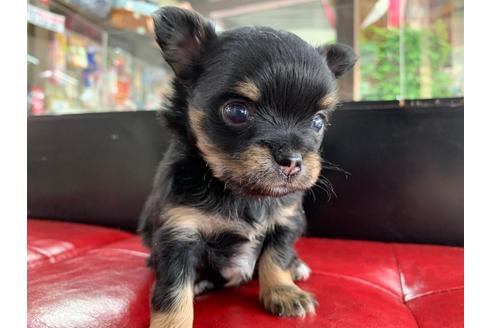 成約済の京都府のチワワ(ロングコート)-96775