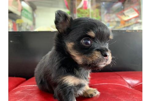 成約済の京都府のチワワ(ロングコート)-96775の4枚目