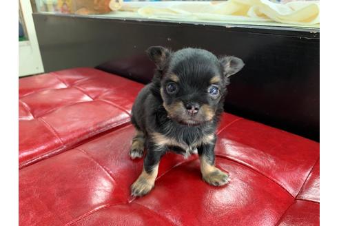 成約済の京都府のチワワ(ロングコート)-96775の3枚目